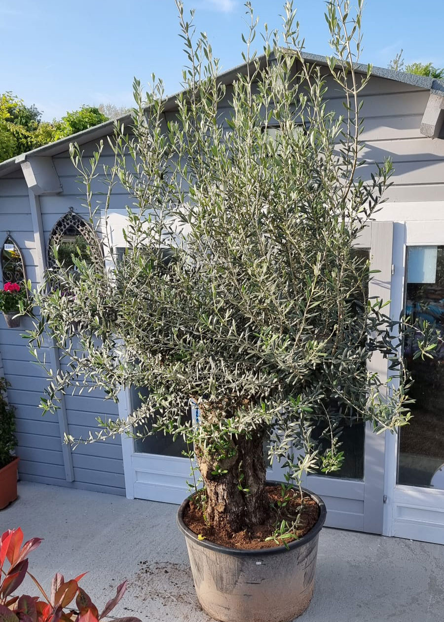 Olive-Tree-2-Capel-Cottage-Garden-Nursery