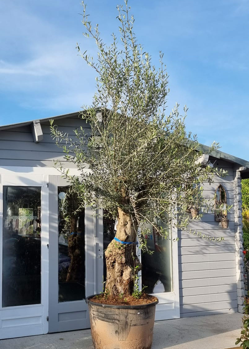 Olive-Tree-4-Capel-Cottage-Garden-Nursery
