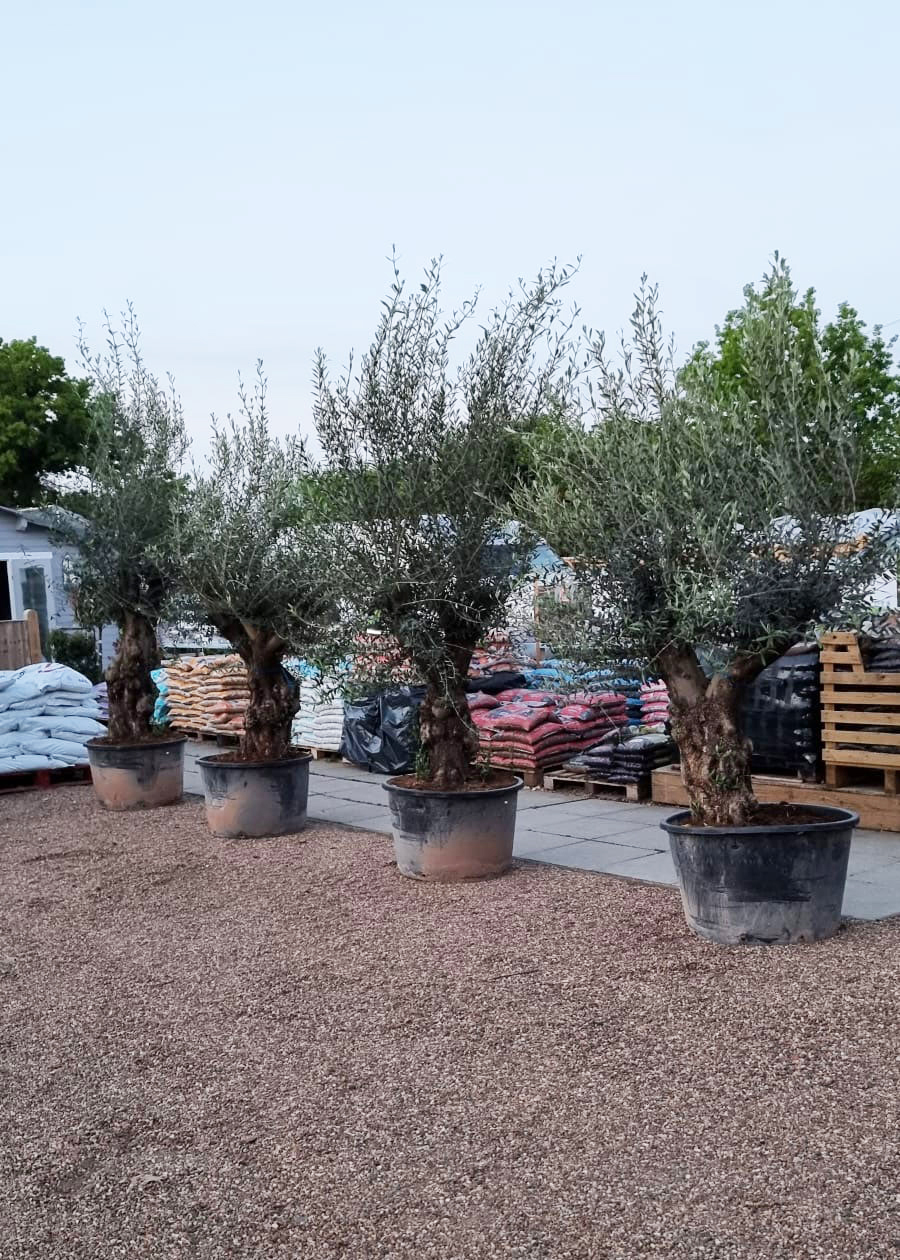 Olive-Tree-7-Capel-Cottage-Garden-Nursery