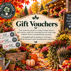 Capel Gift Vouchers