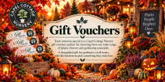 Gift Vouchers