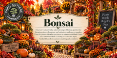 Bonsai