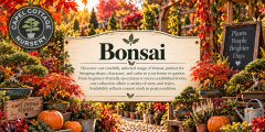 Bonsai
