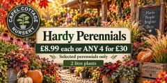 Hardy Perennials