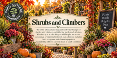 Shrubs and Climbers