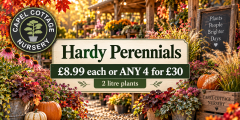 Hardy Perennials