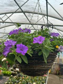 Hanging Baskets Hanging Baskets